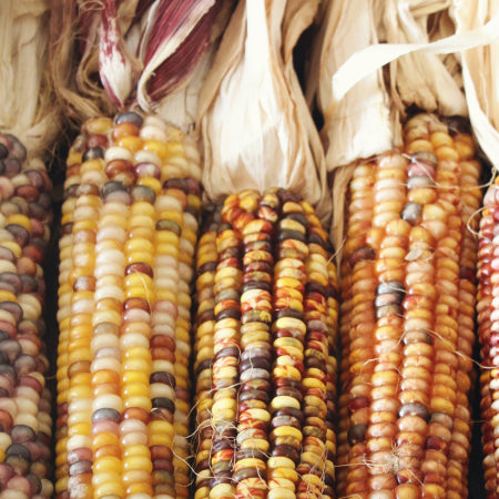 Freeze-Dried Corn vs Dehydrated Corn: What's the Difference?