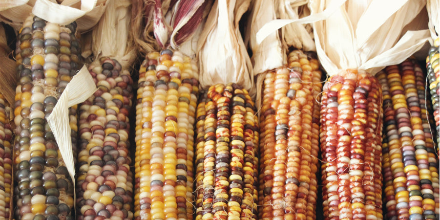 Freeze-Dried Corn vs Dehydrated Corn: What's the Difference?