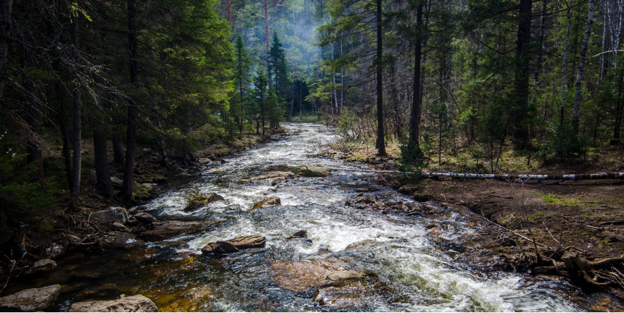 rushing water through a forest