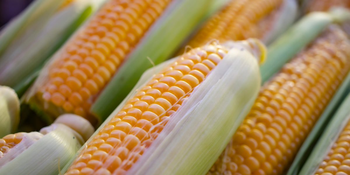 fresh corn in a row