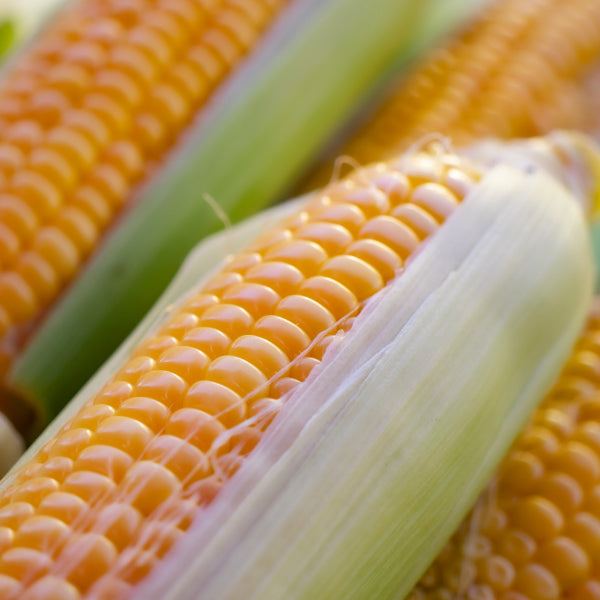 fresh corn in a row